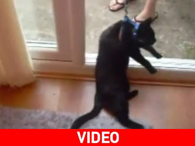 Η γάτα είναι… βασίλισσα Η γάτα είναι… βασίλισσα