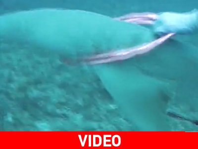 Δύτες έσωσαν καρχαρία