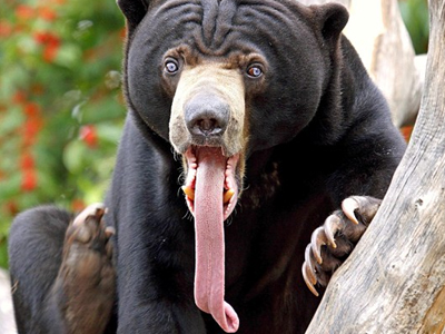 Αρκούδα με γλώσσα… 35 εκατοστά!