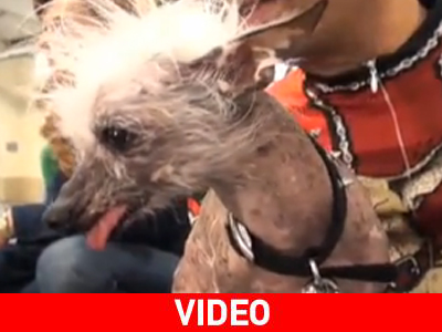 Διαγωνισμός για το πιο… άσχημο σκυλί