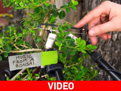 Μουσική από… δέντρο μπονσάι Μουσική από… δέντρο μπονσάι