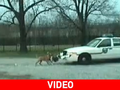 Σκύλοι κατασπαράζουν… περιπολικό! Σκύλοι κατασπαράζουν… περιπολικό!