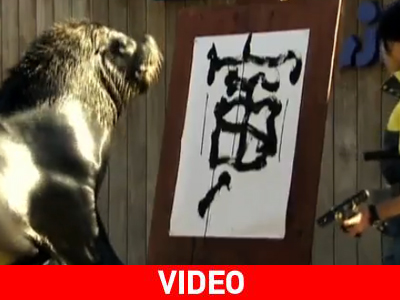 Ο θαλάσσιος ελέφαντας που ξέρει… κινέζικα Ο θαλάσσιος ελέφαντας που ξέρει… κινέζικα