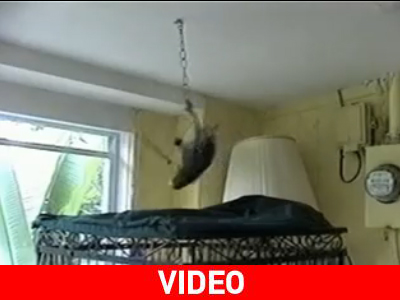 Στριφογυριστός… παπαγάλος