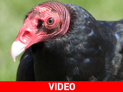 Γύπας στην αγκαλιά πιλότου ελικοπτέρου