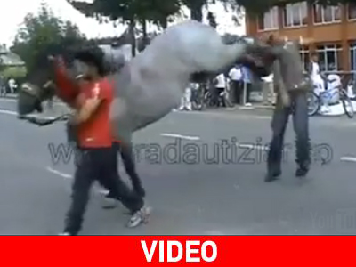 Μην πλησιάζετε ποτέ άλογο από πίσω…