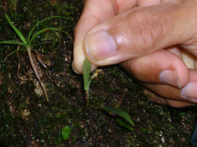 Η μικρότερη ορχιδέα στον κόσμο