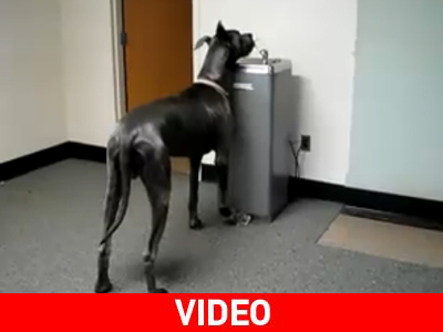 Ποιος είπε ότι οι ψηλοί είναι χαζοί;