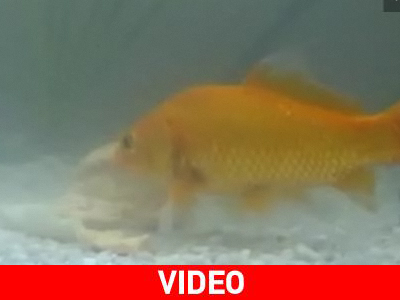 Βιοδιασπώμενη μπάλα του γκολφ γίνεται τροφή για τα ψάρια