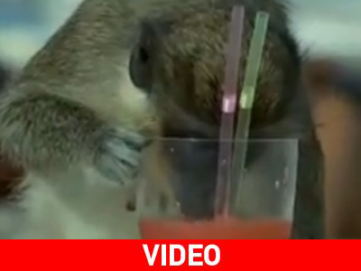 Οι μαϊμούδες γίνονται… σκνίπα