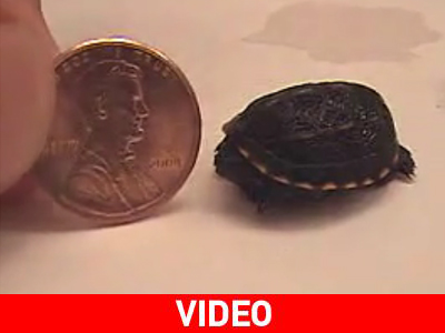 Η μικρότερη χελώνα στον κόσμο