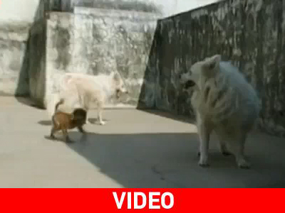 Ο σκύλος που «υιοθέτησε»… μια μαϊμού