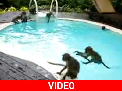 Πάρτι στην πισίνα… για μαϊμούδες