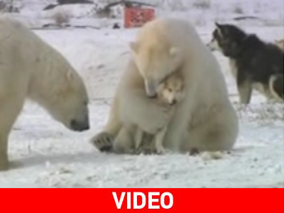 Η πιο ζεστή φιλία μέσα στους πάγους Η πιο ζεστή φιλία μέσα στους πάγους