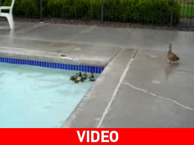 Πώς θα βγουν τα παπάκια απ’ την πισίνα;