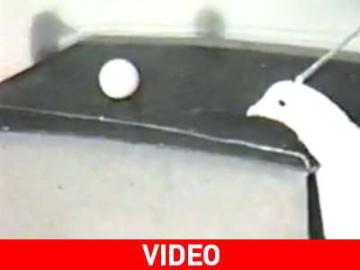 Περιστέρια παίζουν… πινγκ πονγκ Περιστέρια παίζουν… πινγκ πονγκ