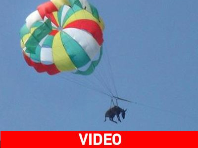 Τελικά πετάει ο γάιδαρος!