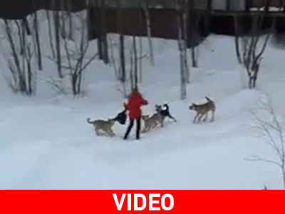 Τετράποδοι… τσαντάκηδες στη Ρωσία