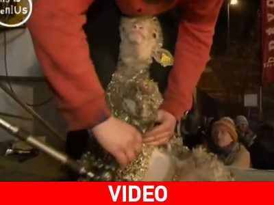 Πρωτάθλημα ταχύτερου… κουρέματος προβάτων