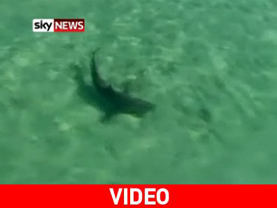 Η ώρα του φαγητού για εκατοντάδες καρχαρίες