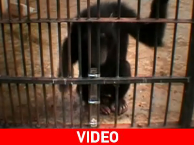 Υπερήφανος… πρόγονος του ανθρώπου