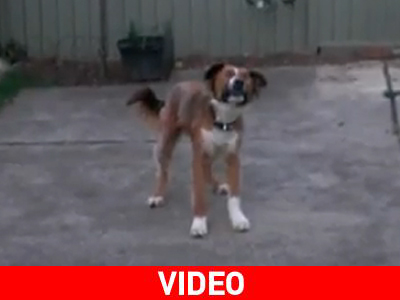 Τυφλός σκύλος φέρνει το μπαλάκι στο αφεντικό του