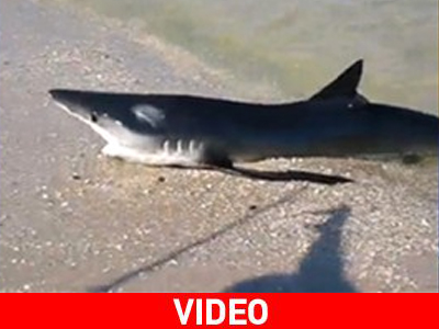 Καρχαρίας στη στεριά