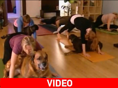 Η νέα μόδα προστάζει… σκυλο-γιόγκα! Η νέα μόδα προστάζει… σκυλο-γιόγκα!