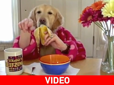 Σκύλος που τρώει σαν… άνθρωπος