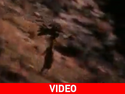 Αετός σηκώνει αγριοκάτσικο στον αέρα