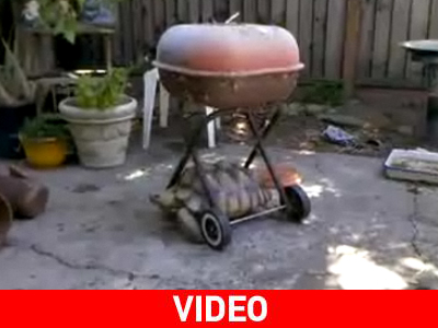 Χελώνα η «κλέφτρα»