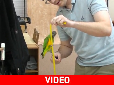 Παπαγάλος κάνει 20 κόλπα σε 2 λεπτά