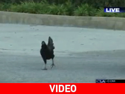 Ποιόν είπες κότα;