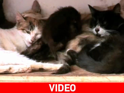 Μια διαφορετική… Catwoman