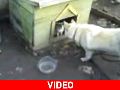 Γάτα – σκύλος: 1-0… ως συνήθως