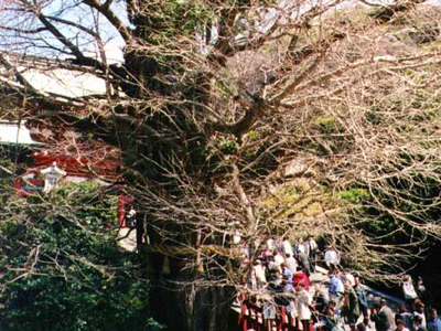 Προσευχές για ένα δένδρο 1.000 ετών