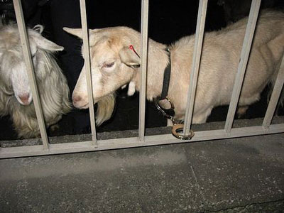 Πουτ δε γκόουτ ντάουν σλόουλι