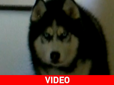 Ο «τρόμος» είναι τετράποδος