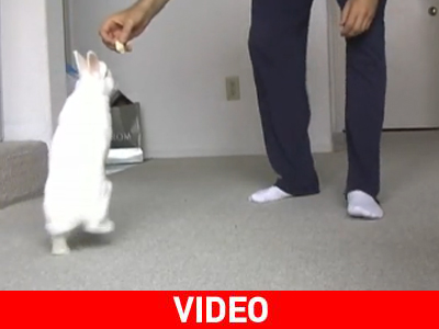 Κουνελάκι περπατάει σαν άνθρωπος Κουνελάκι περπατάει σαν άνθρωπος