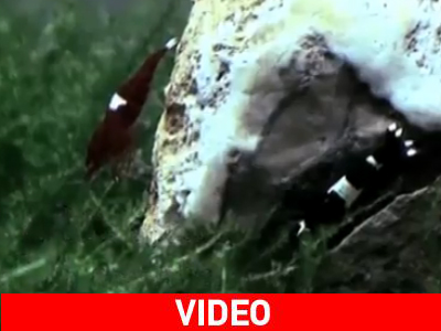 Γαρίδα αξίας 830 δολαρίων! Γαρίδα αξίας 830 δολαρίων!