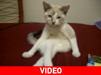 Η γάτα που κάθεται σαν άνθρωπος