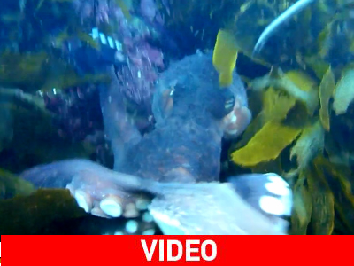 Χταπόδι «κλέβει» κάμερα δύτη Χταπόδι «κλέβει» κάμερα δύτη