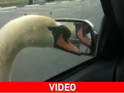 Κύκνος «τρώει» αυτοκίνητο Κύκνος «τρώει» αυτοκίνητο