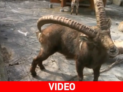 Δεν είναι πάντα κακό… το κέρατο Δεν είναι πάντα κακό… το κέρατο