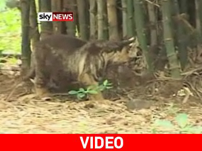 Τιγράκι χάνει τις ρίγες του