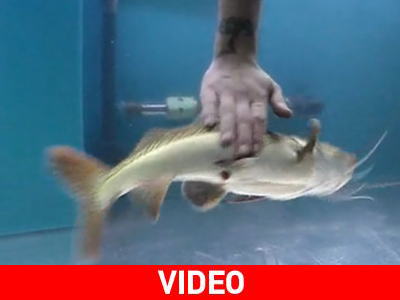 Πραγματικό… γατόψαρο