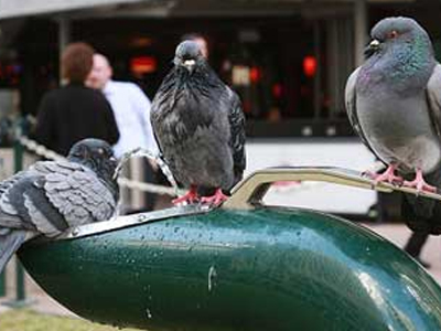Το έξυπνο πουλί… από τον ψύκτη φαίνεται