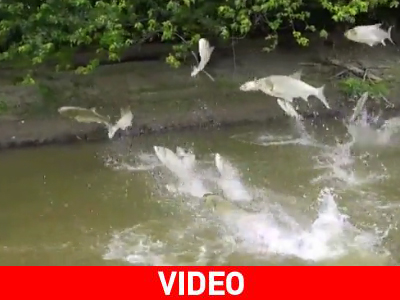 «Ιπτάμενα» ψάρια