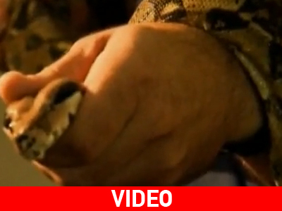 Πύθωνας «σεκιούριτι» σε τράπεζα