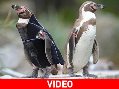 Το συνολάκι του… πιγκουίνου